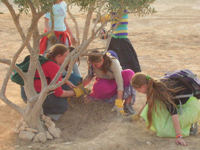 School girls are shown cleaning and preparing the ancient terraces at Nitzana - Click for more images