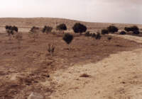 Maintenance of the Restored Farm at Nitzana - Click for Closeup