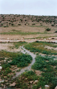 Maintenance of the Restored Farm at Nitzana - Click for Closeup