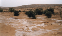 Maintenance of the Restored Farm at Nitzana - Click for Closeup