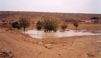 Maintenance of the Restored Farm at Nitzana - Click for Closeup