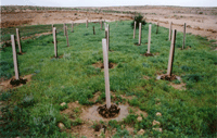 Restored Byzantine Farm at Nitzana - Click for Closeup