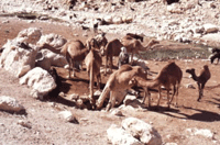 Ancient Agriculture Systems in the South of Israel - Click for Closeup