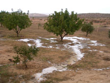 Reviving Ancient Agricultural Terraces in the Desert